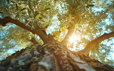 Nota del Día: memoria, tierra y futuro en una sola sombraUna celebración dedicada al guardián milenario que alimenta, ilumina y entrelaza la historia de quienes habitan la tierra que él custodia