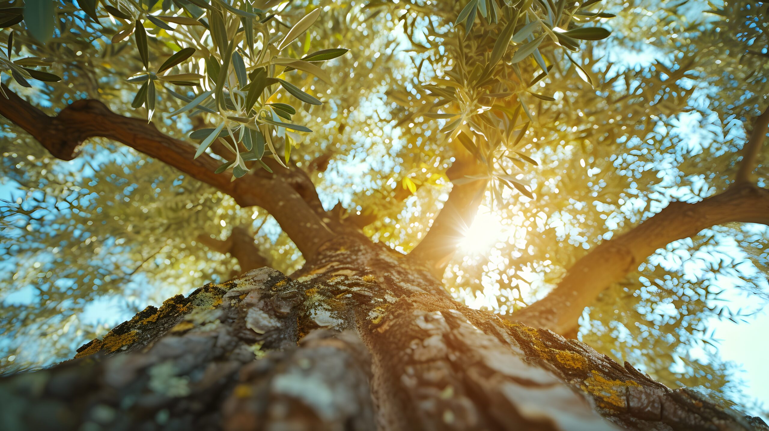 En la quietud, el olivo se alza como un guardián de siglos que aún susurra el idioma antiguo de la tierra / Freepik