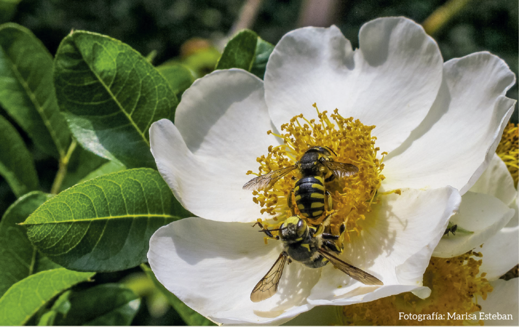 Anthidium / M. Esteban - Cedida CSIC
