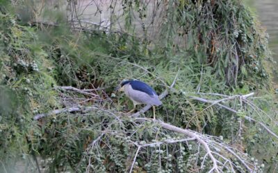 Un ave singular en el paisaje urbano del parque de El Retiro el martinete comúnLa presencia de este ejemplar adulto de Martinete en el lago del Palacio de Cristal sorprende por tratarse de un ave discreta y crepuscular, más habitual en humedales y riberas