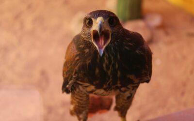Alcázar de San Juan | ‘El Pinar de las Águilas’ abre como nueva granja escuela con cetrería y animales de granjaEl proyecto combina educación ambiental, exhibiciones de aves rapaces y contacto con la naturaleza en unas instalaciones dirigidas especialmente al público infantil